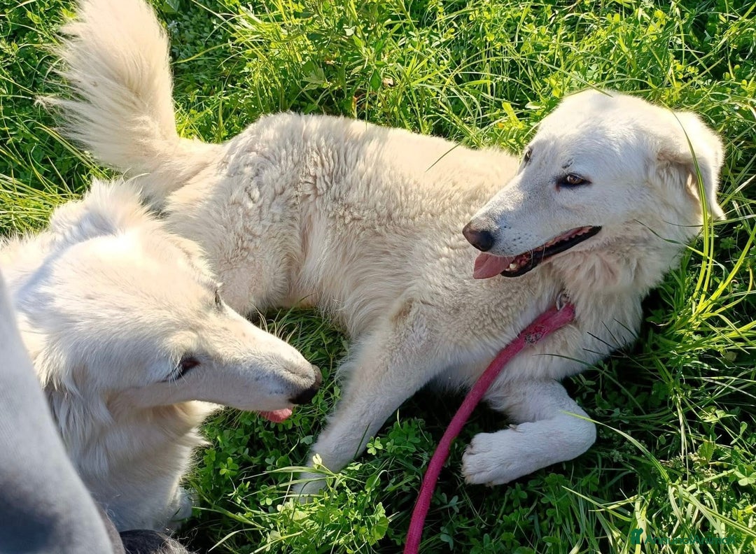 Meticcio cani in regalo: Titty e tony due splendidi angeli reclusi  - Annuncio 2