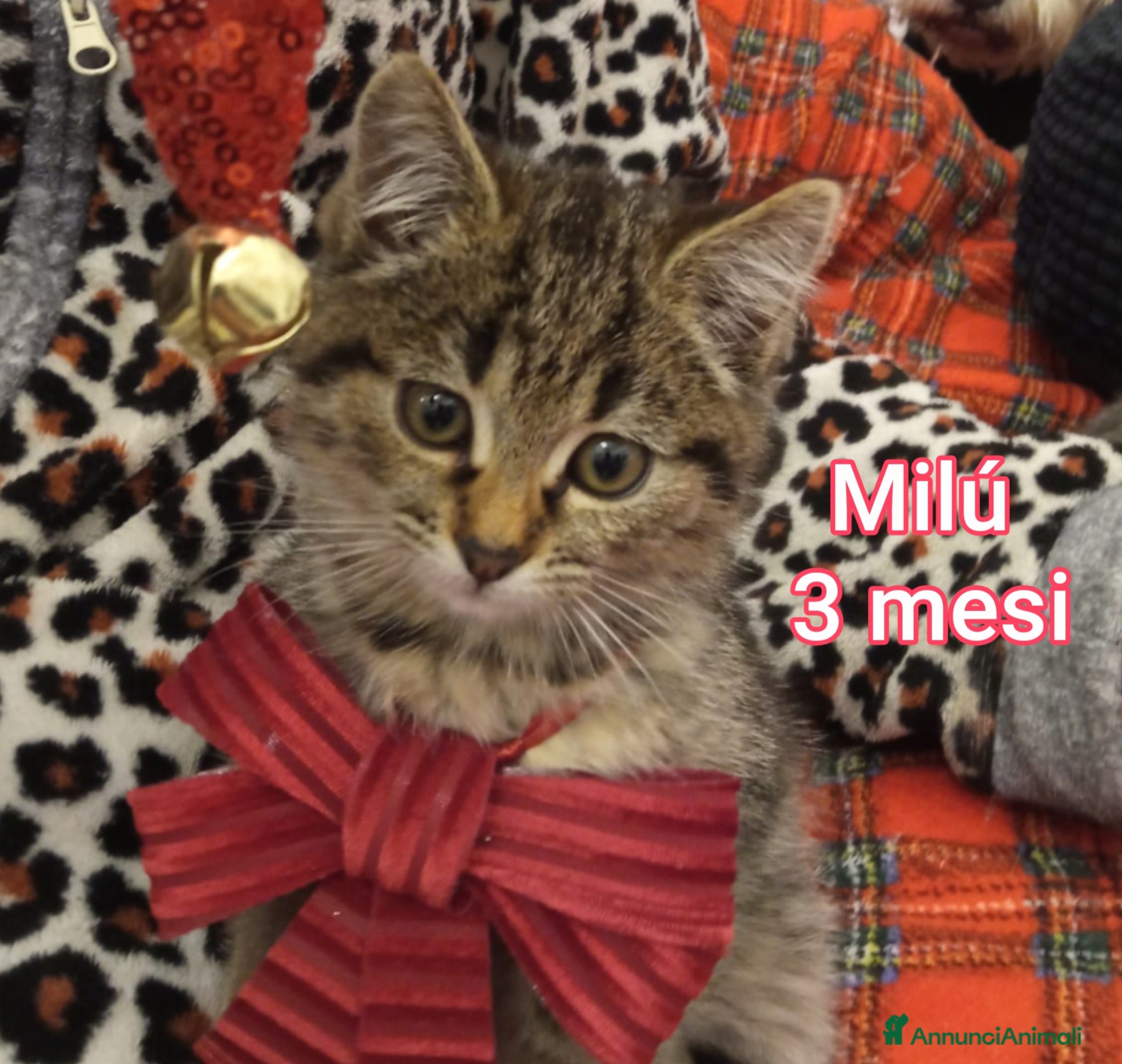 Altre razze gatti TANTI MICINI SOLI! - Annuncio 4