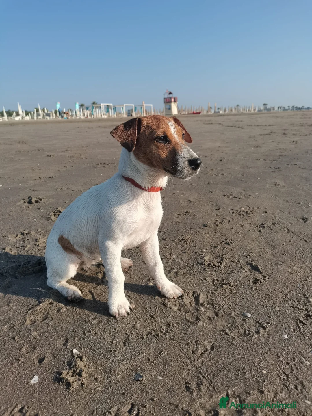 Jack Russell cani in vendita: Benvenute al mondo, piccole pesti!🐾 - Annuncio 4