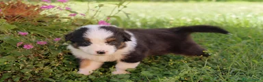 Australian Shepherd Femmina