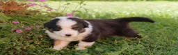Australian Shepherd cani in vendita: Vendita cuccioli di pastore australiano Pedigree - Annuncio 4