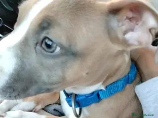 Pitbull cani Pitbull 5 mesi - Annuncio 11