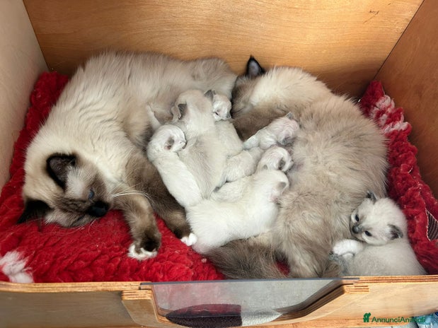 Sacro di Birmania gatti CUCCIOLO SACRO DI BIRMANIA - Annuncio 1