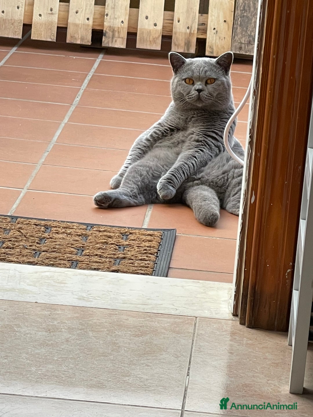 British gatti in vendita: British maschio intero a Città Metropolitana di Bologna - Annuncio 6