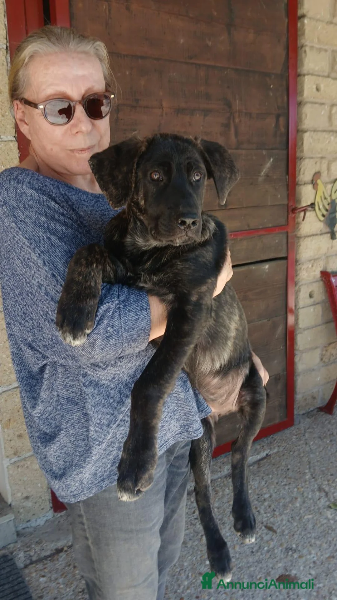 Meticcio cani in regalo: LA DOLCE BETH HA BISOGNO DI TE, IN ADOZIONE - Annuncio 2