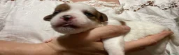 Jack Russell cani in vendita: Jack Russell terrier PELO CORTO e BROKEN - Annuncio 9