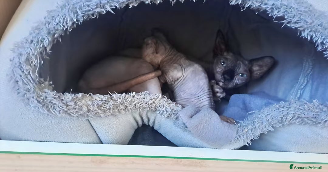 Sphynx gatti in vendita: Cucciola di Canadian Sphynx - Annuncio 5