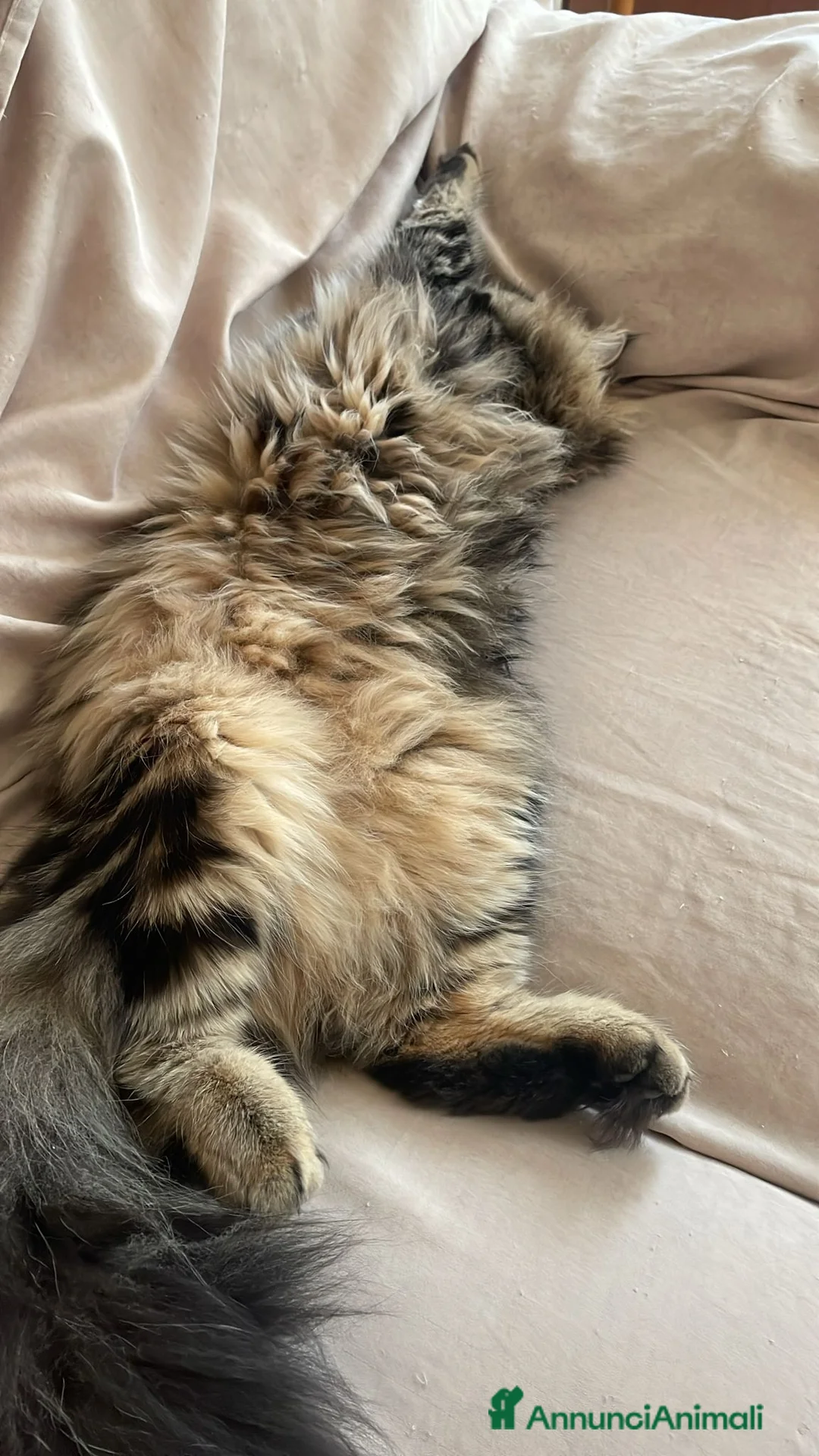 Siberiano gatti per accoppiamento: Gatto Siberiano per accoppiamento - Annuncio 3