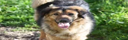 Meticcio cani in regalo: Enza in adozione - Annuncio 1