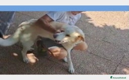 Labrador cani in regalo: Mia 3anni BELLISSIMA mollata dai padroni ROMA a Milano - Immagine 5