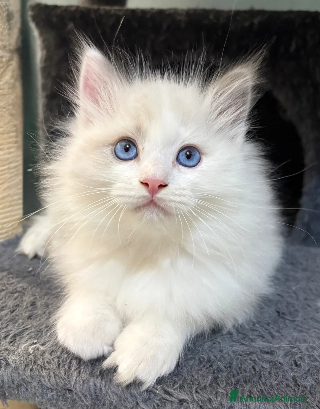 Ragdoll gatti in vendita: Bellissimi cuccioli di Ragdoll - Annuncio 2