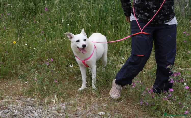 Meticcio cani - Annuncio 9