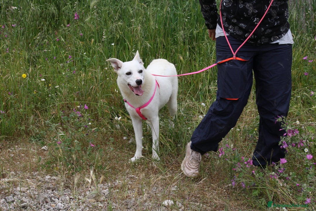Meticcio cani in regalo: Tracy 1 annetto circa taglia contenutain adozione  - Annuncio 1