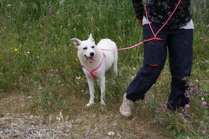 Meticcio cani - Annuncio 9