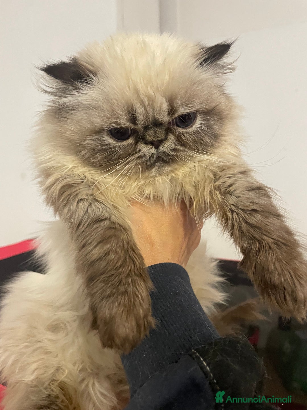 Persiano gatti in vendita: gatto persiano tabby point con pedigree Anfi - Annuncio 6