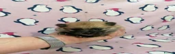 Volpino Pomerania cani in vendita: Volpino nano cuccioli - Annuncio 9