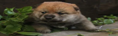 Shiba Inu Cucciolo 3