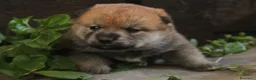 Shiba Inu cani in vendita: Shiba -inu cuccioli con pedigree  - Annuncio 5