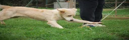 Meticcio cani in regalo: 🍃Iris la piccola esploratrice dal cuore libero - Annuncio 7