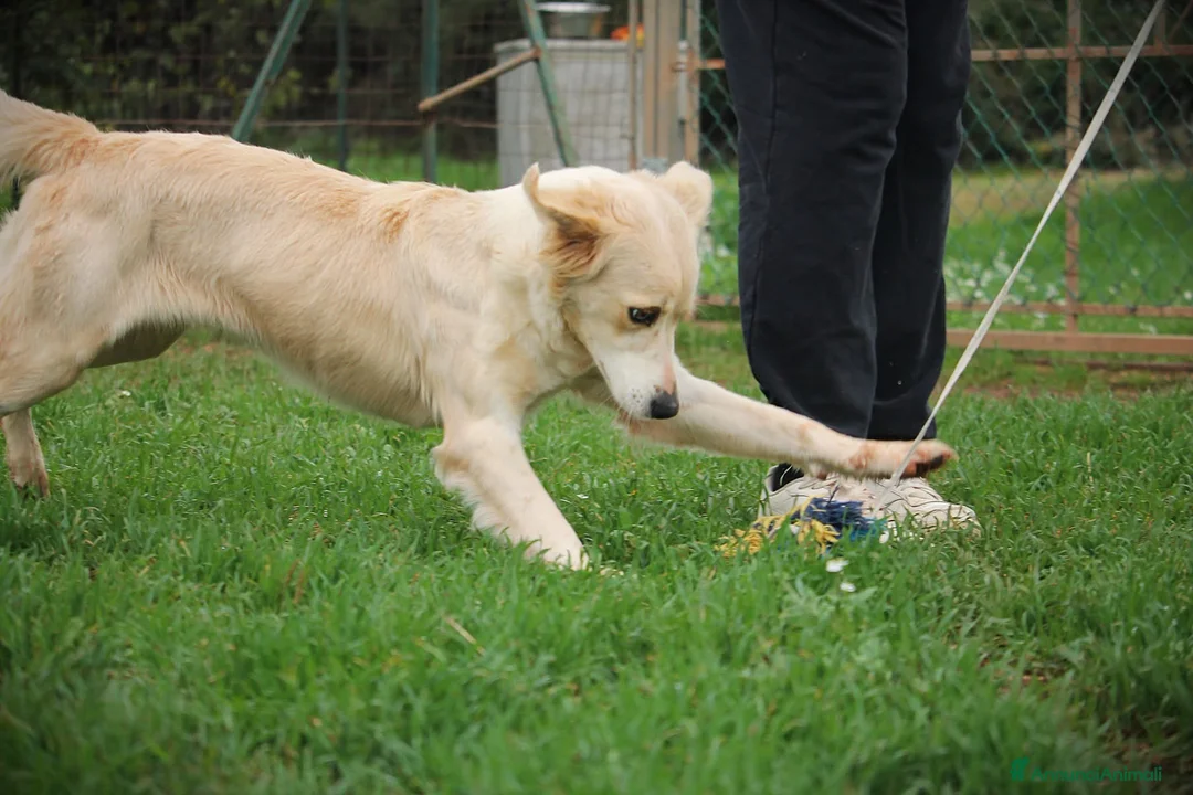 Meticcio cani in regalo: 🍃Iris la piccola esploratrice dal cuore libero - Annuncio 7