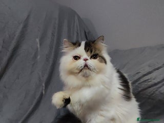 Persiano gatti Gatto persiano bianco Braun arlecchino a Città metropolitana di Milano - Annuncio 14