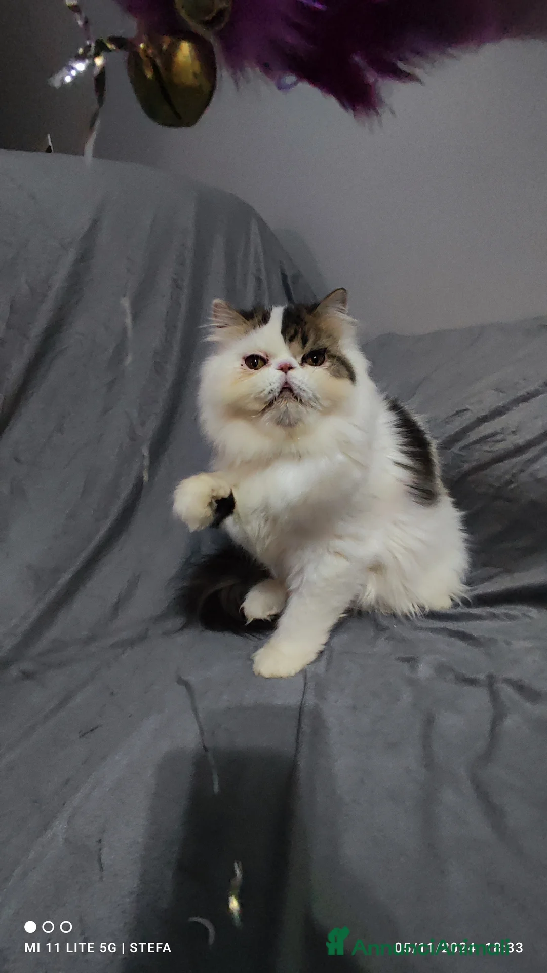 Persiano gatti in vendita: Gatto persiano bianco Braun arlecchino  a Città metropolitana di Milano - Annuncio 1