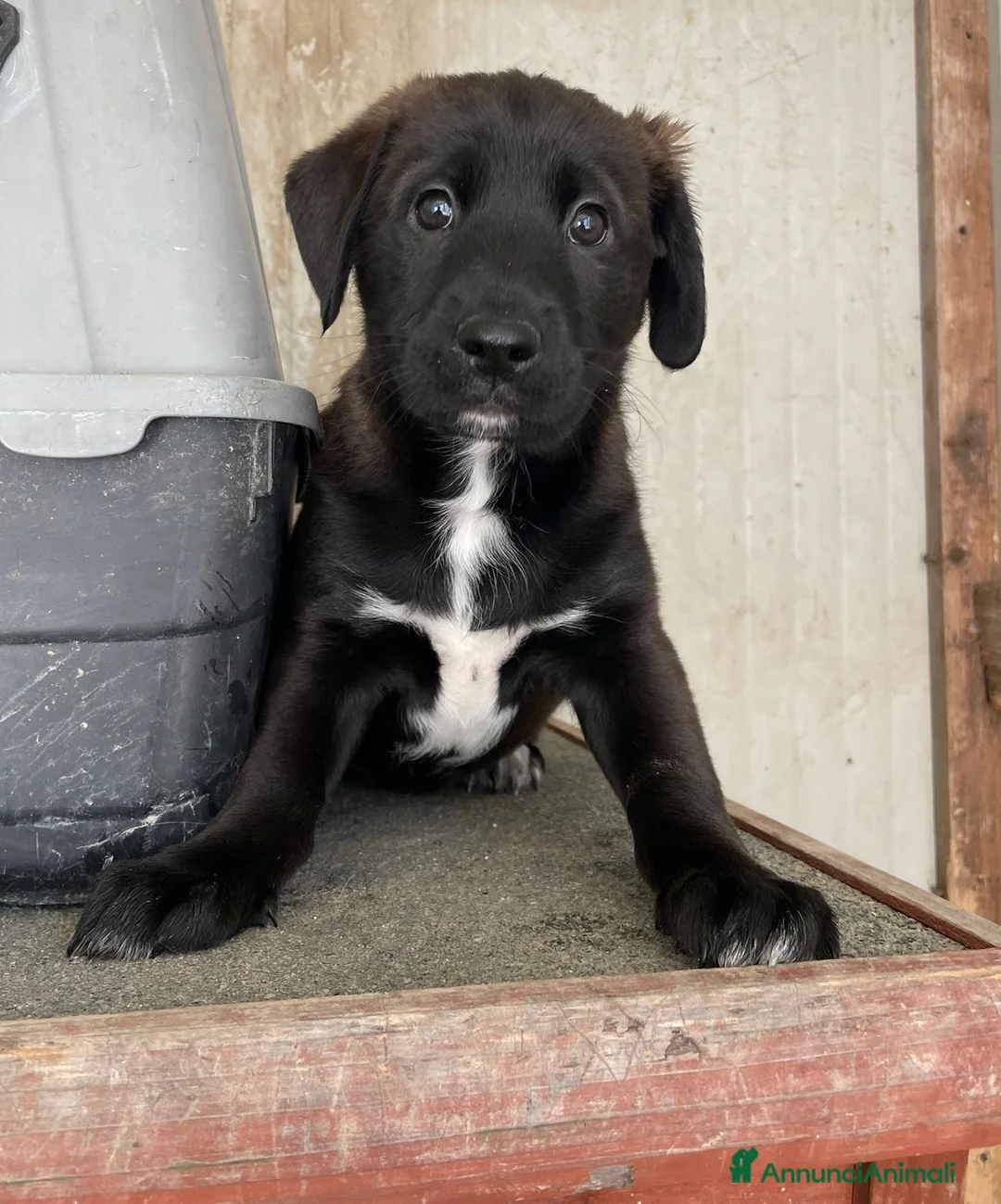 Meticcio cani in regalo: ADOTTA QUESTO SPLENDIDO SIMIL LABRADORINO - Annuncio 2