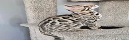 Bengala gatti in vendita: Bellissimi cuccioli di bengala - Annuncio 9