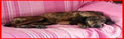 Segugio cani in regalo: SVITOL dolcissima e vivace - Annuncio 2