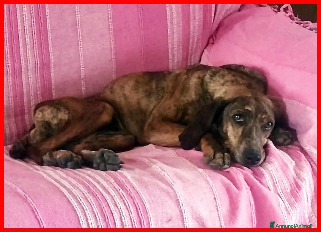 Segugio cani in regalo: SVITOL dolcissima e vivace - Annuncio 2