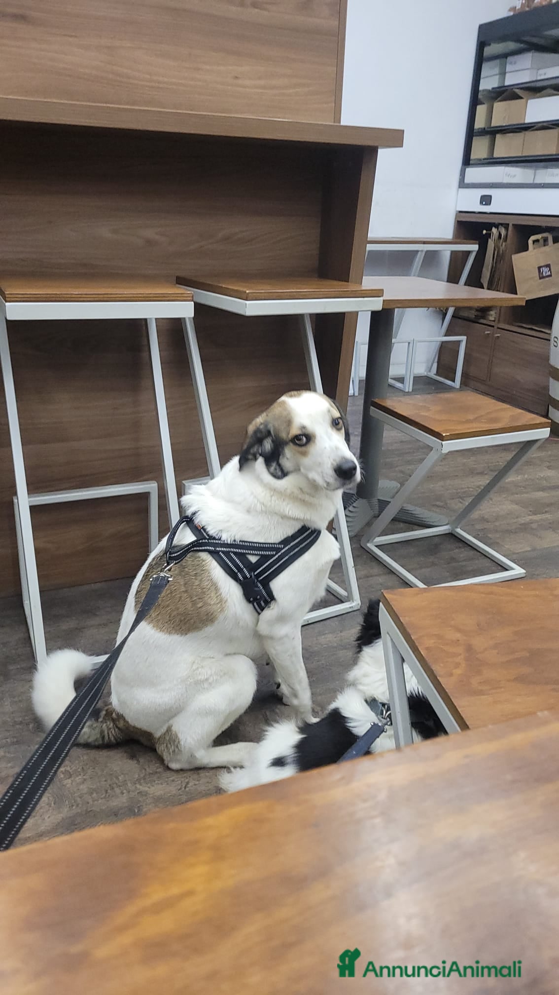 Meticcio cani Splendida meticcia TWITTY a Città metropolitana di Milano - Annuncio 2