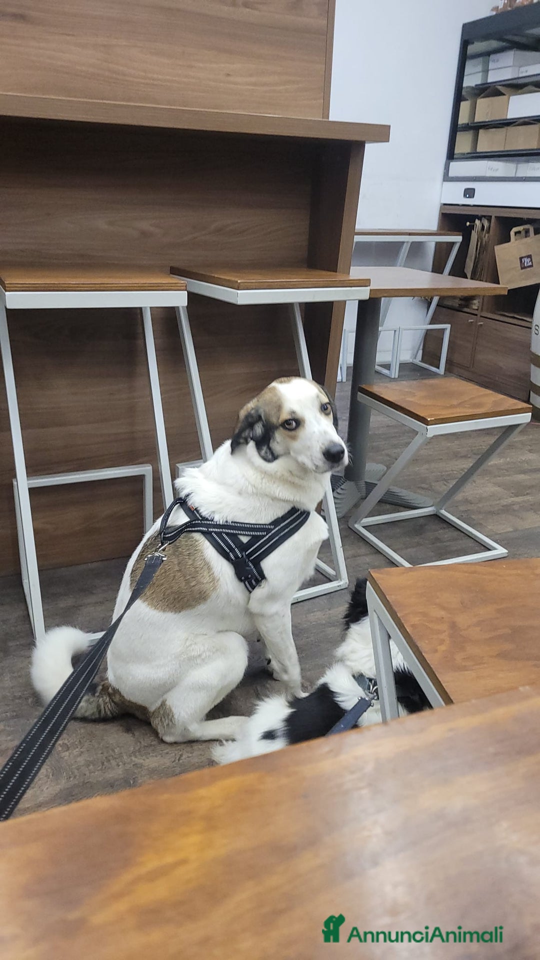 Meticcio cani in regalo: Splendida meticcia TWITTY a Città metropolitana di Milano - Annuncio 2