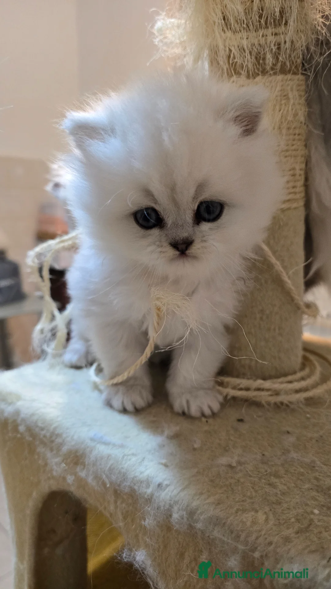 Persiano gatti in vendita: Vendo cuccioli di Persiano Chinchilla Silver  - Annuncio 1