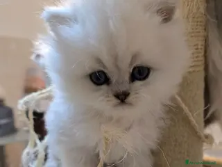 Persiano gatti Vendo cuccioli di Persiano Chinchilla Silver - Annuncio 16