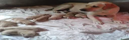 Labrador cani in vendita: Cuccioli di Labrador Retriever  - Annuncio 1