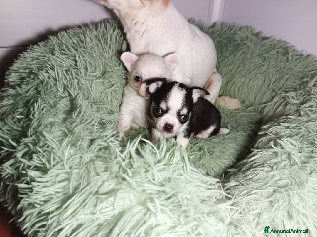Chihuahua cani in vendita: Due piccoli Chihuahua, nati il 30 settembre 2025 - Annuncio 14