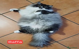 Persiano gatti in vendita: Cuccioli persiani  a Provincia di Ravenna - Immagine 4