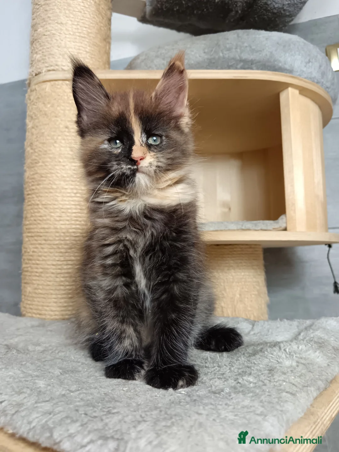 Maine Coon gatti in vendita: Femmine maine coon con pedigree Fife  - Annuncio 2