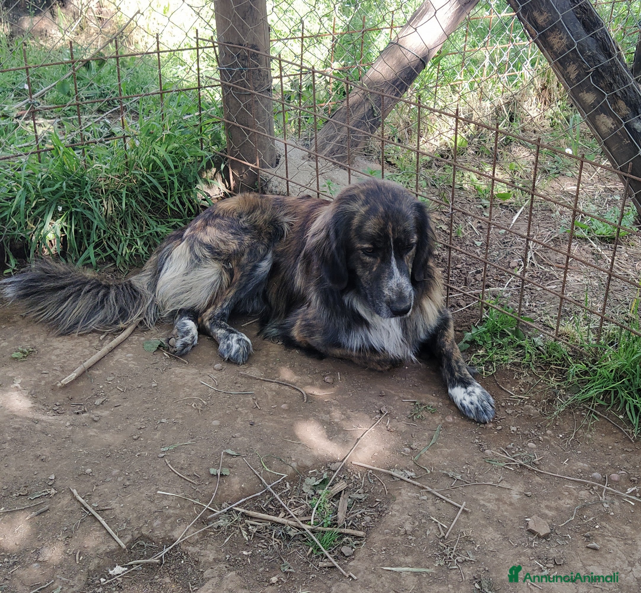 Meticcio cani Bellissimo Jango a Provincia di Viterbo - Annuncio 2