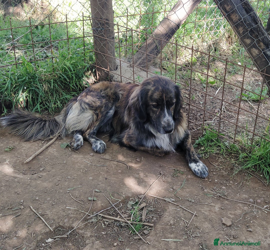 Meticcio cani in regalo: Bellissimo Jango a Provincia di Viterbo - Annuncio 2