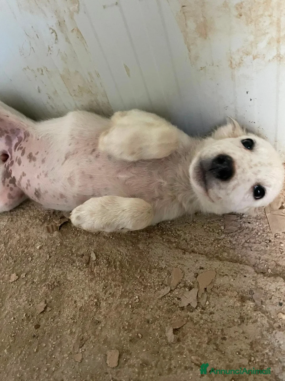 Meticcio cani in regalo: BIANCA E BERNIE ASPETTANO TE - Annuncio 2