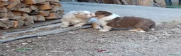 Australian Shepherd cani in vendita: Cucciole Australian shepherd - Annuncio 7