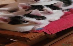 Europeo gatti in regalo: Gattine di due mesi e mezzo a Provincia di Reggio Emilia - Immagine 2