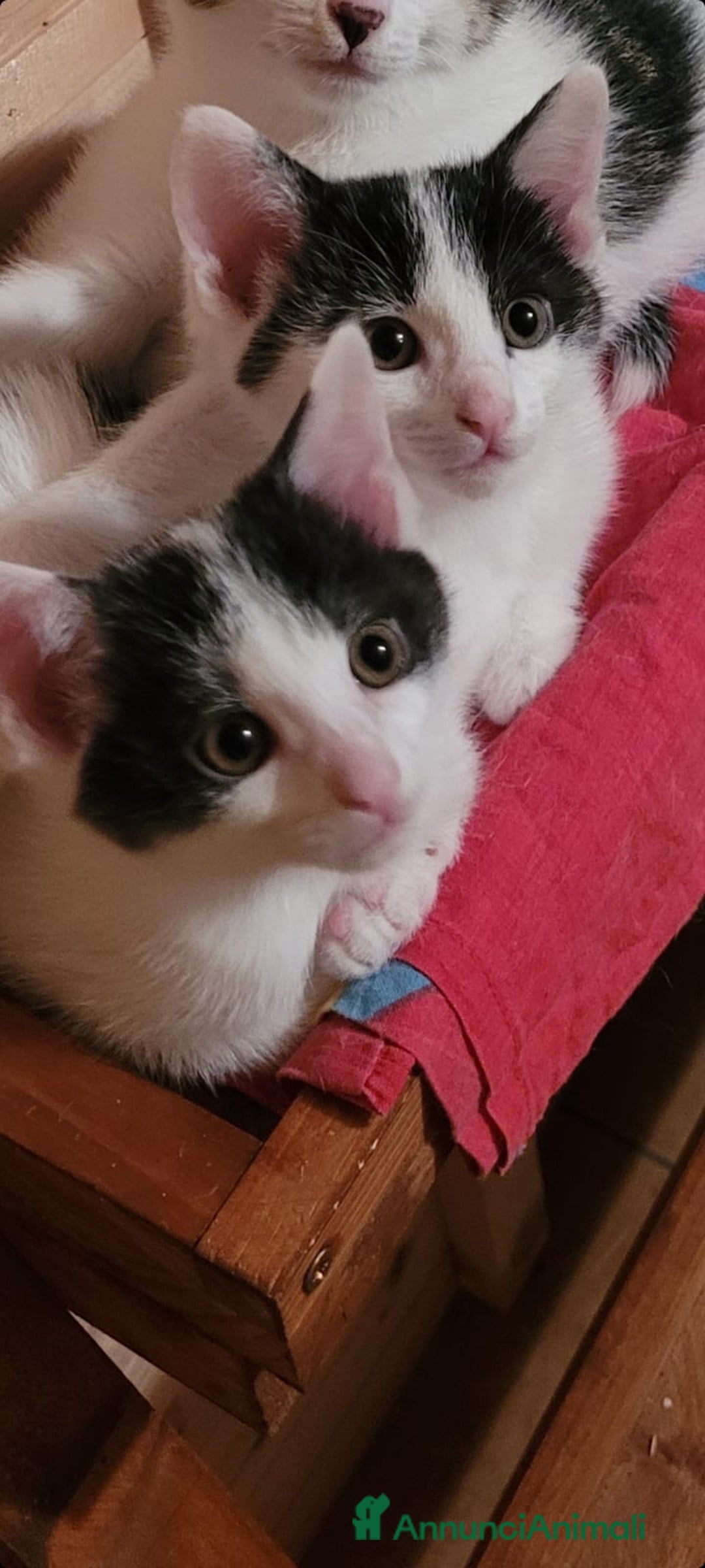 Europeo gatti in regalo: Gattine di due mesi e mezzo a Provincia di Reggio Emilia - Immagine 2