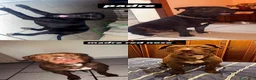 Pitbull cani in vendita: CUCCIOLI PITBULL  a Provincia di Pescara - Annuncio 7