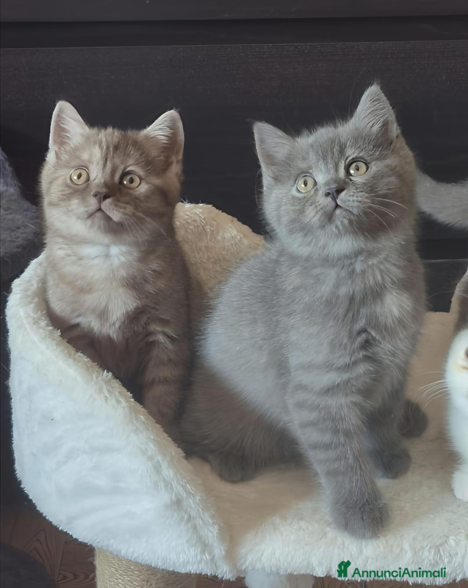 British gatti Gattina British shortair - Annuncio 3