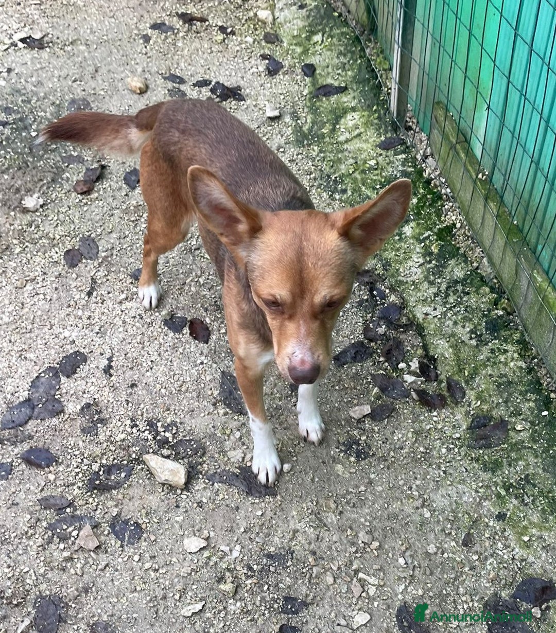 Meticcio cani in regalo: TAGLIE PICCOLE : MEMOLE e CANGU - Annuncio 7