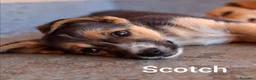 Meticcio cani in regalo: SCOTCH, piccoletto tutto coccole! TG MEDIO PICCOLA - Annuncio 4