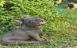 Bulldog Francese cani in vendita: Bulldog francese  a Città metropolitana di Milano - Immagine 1