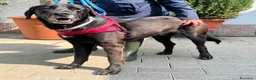 Meticcio cani in regalo: ELIJA LABRADOR - Annuncio 4